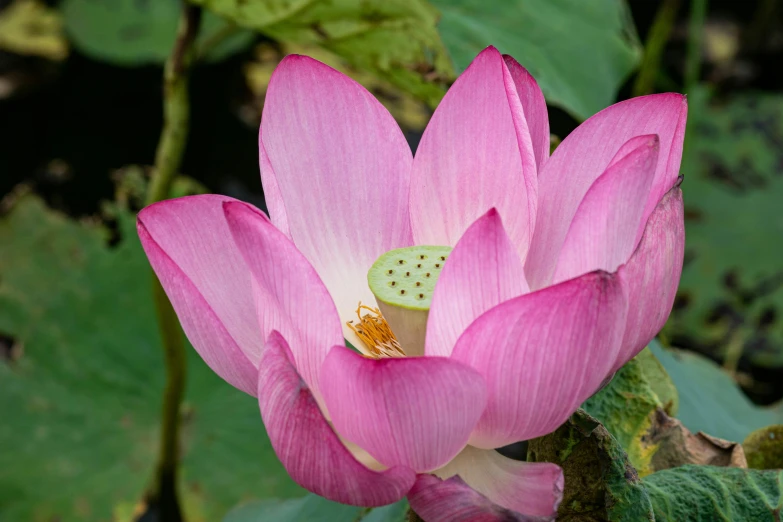 a pink flower with a erfly inside of it