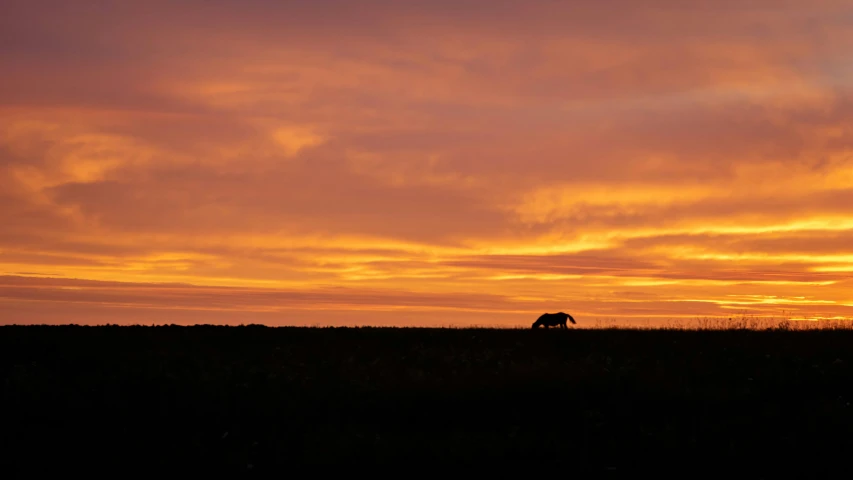 a horse is standing in the middle of an orange and pink sunset