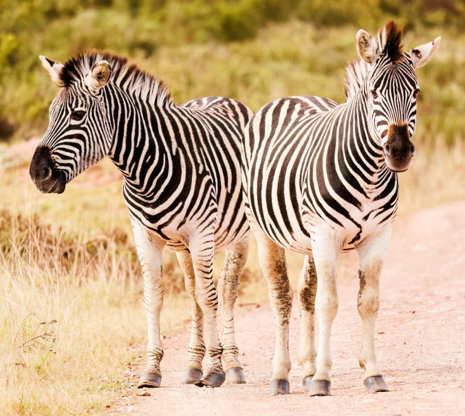 two zes are standing next to each other on the road