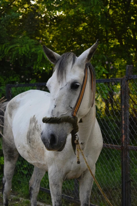 a white horse with brown reins standing in an enclosure