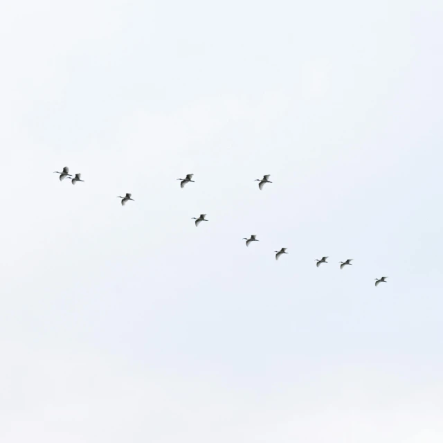 a flock of birds flying through a blue sky