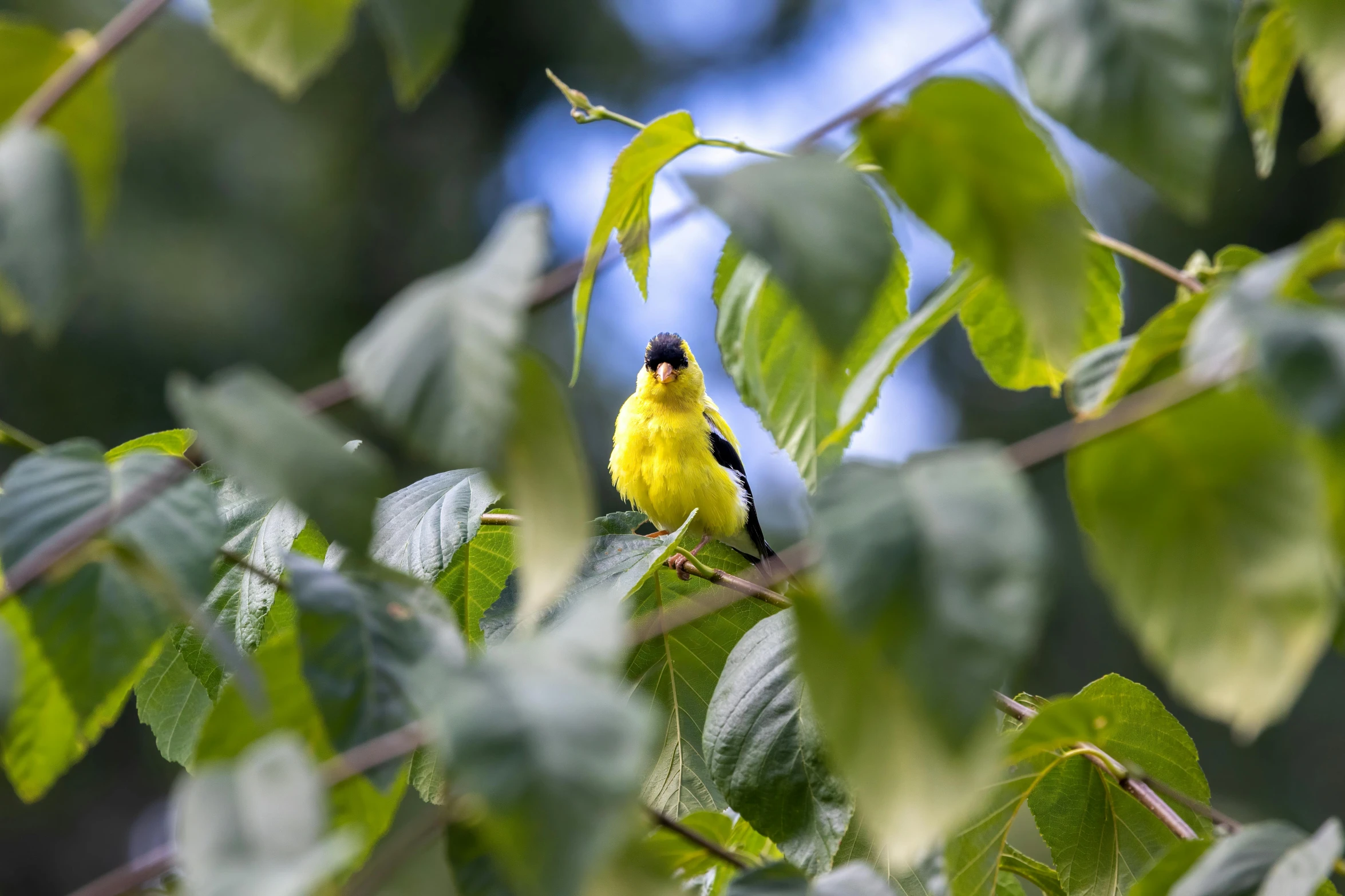 a bird sitting in a tree on a leaf covered nch