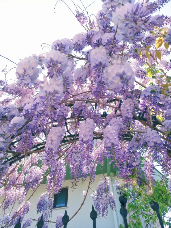 purple flowers are growing out of the nches of a tree