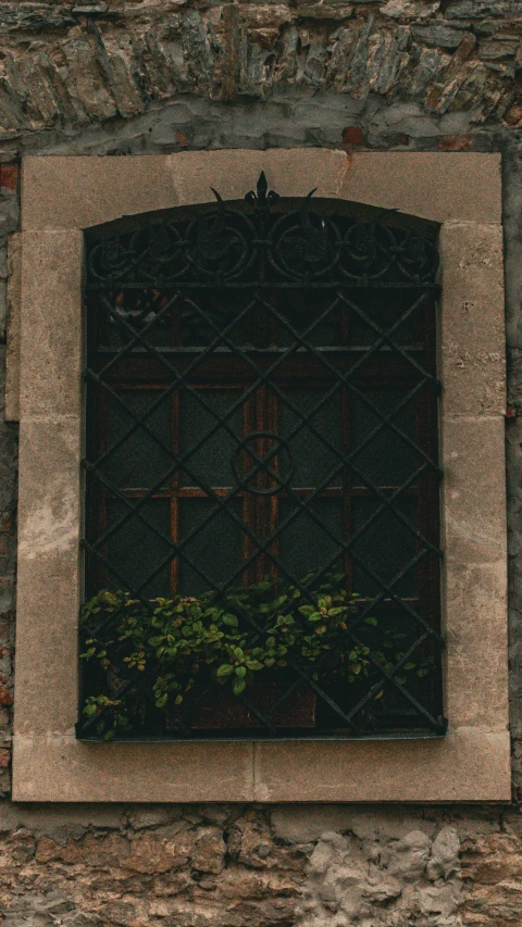 the window is open with the ivy growing in it