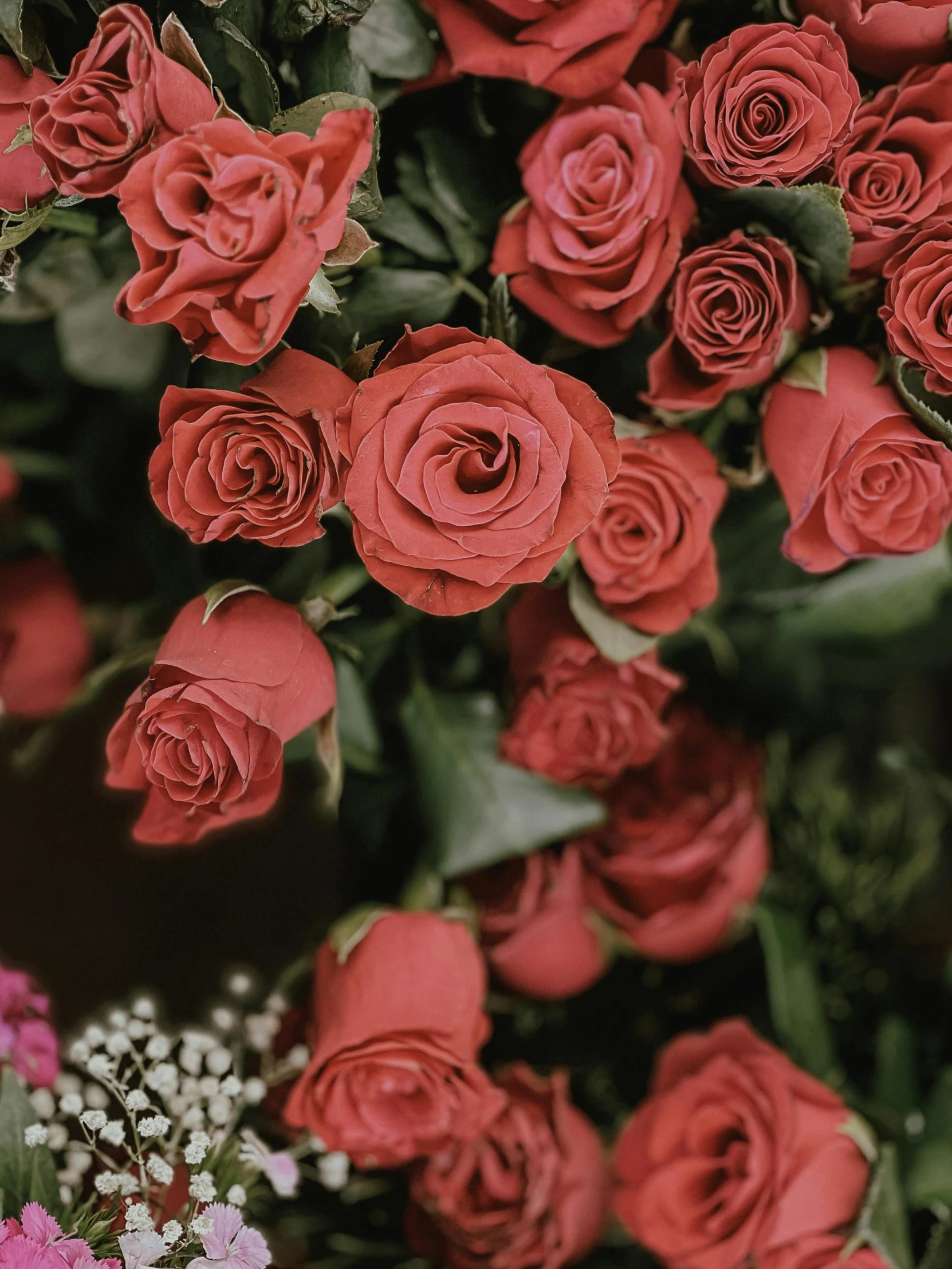 the flowers are arranged in a cluster for display