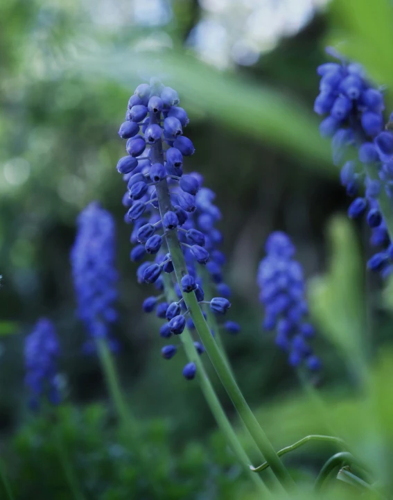 a close - up po of a blue flower in bloom