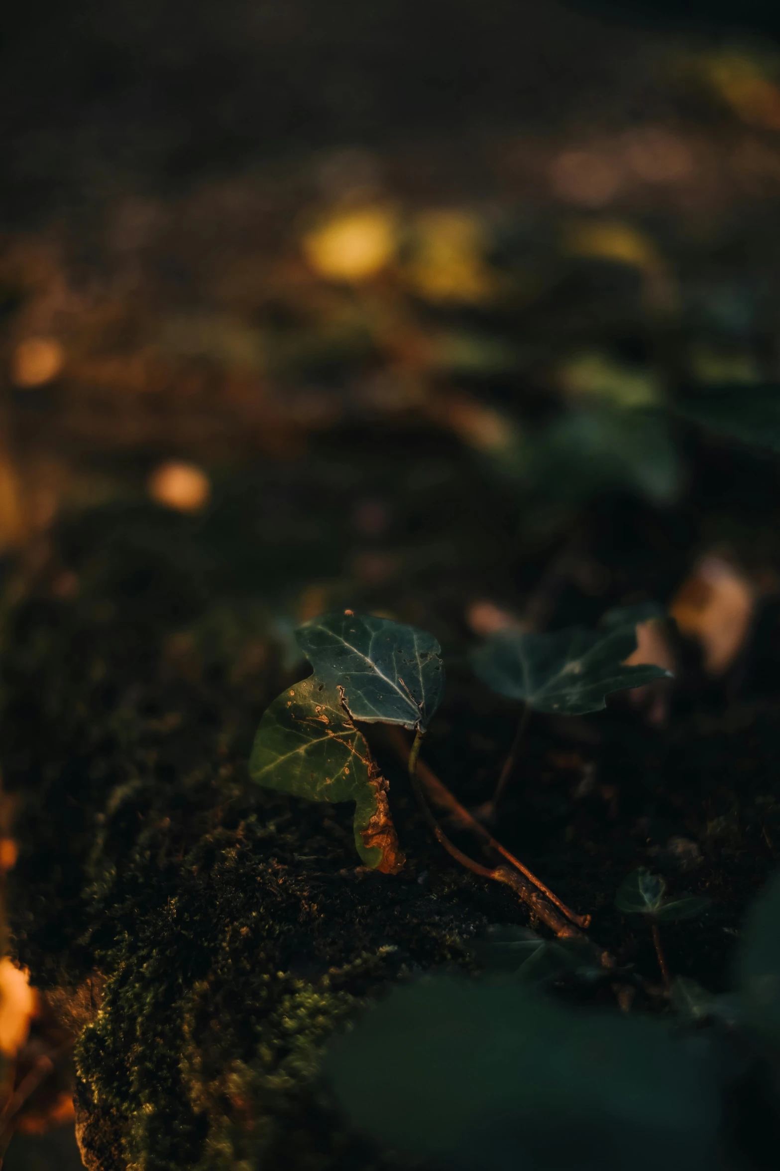 a green plant grows up on the rocks