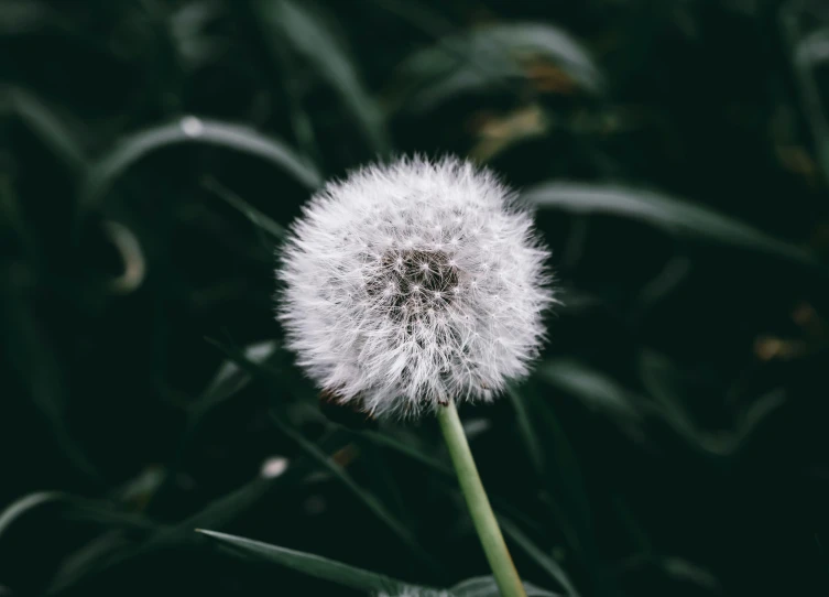 a dandelion flower with the petals on a dark background