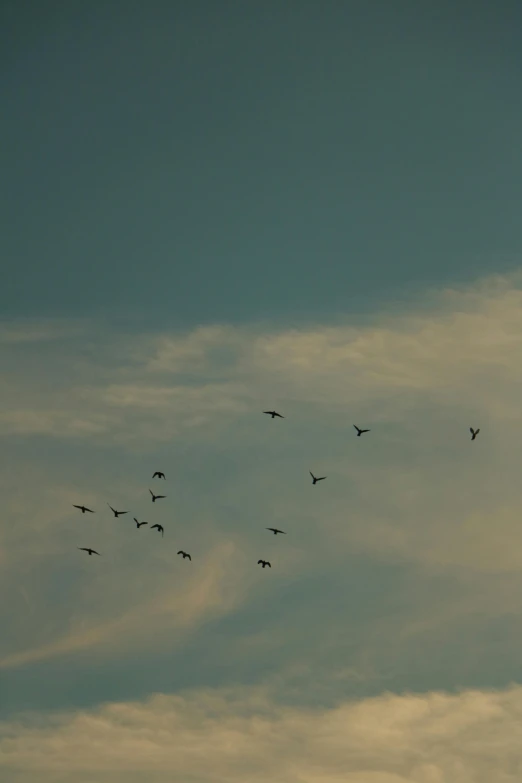 a group of birds flying in the air