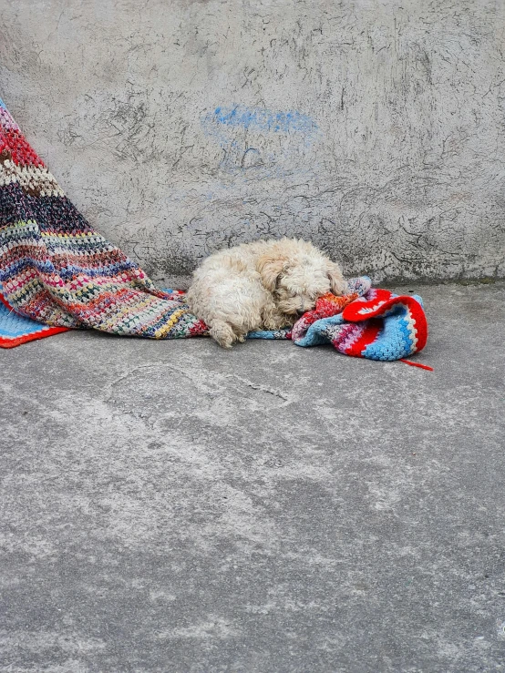 an old cat sleeps on a blanket on a sidewalk