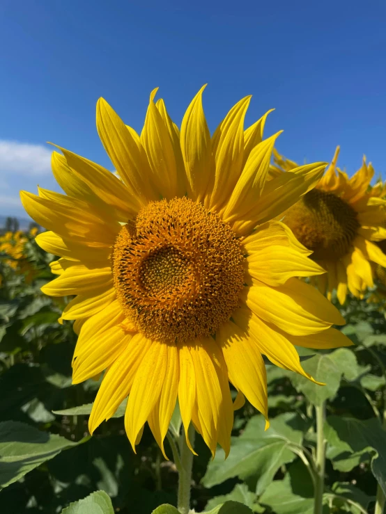 two large yellow sunflowers with blue skies in the background