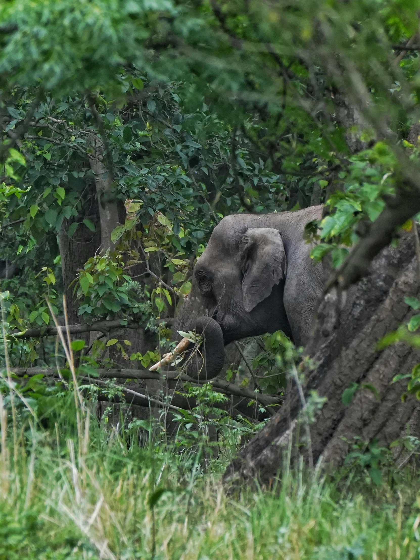 an elephant with its mouth open eating some grass