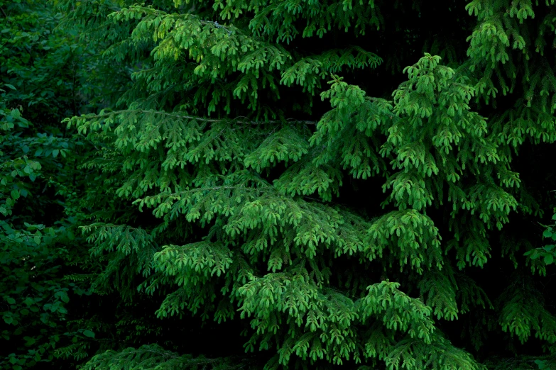 a lone bench is in front of a green forest