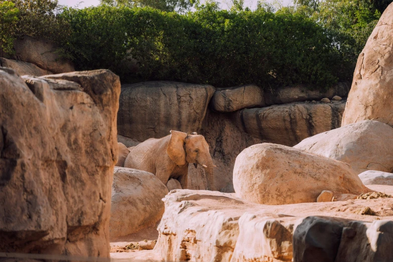 the elephant is standing behind some rocks near many green trees