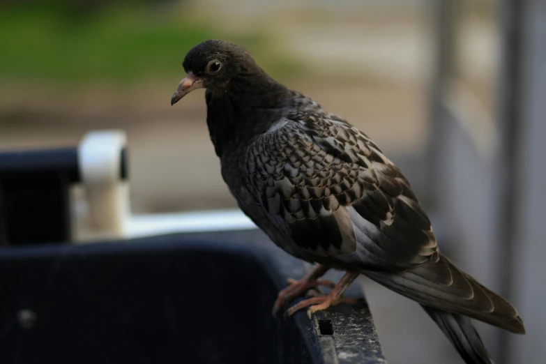 a pigeon perched on top of a black box