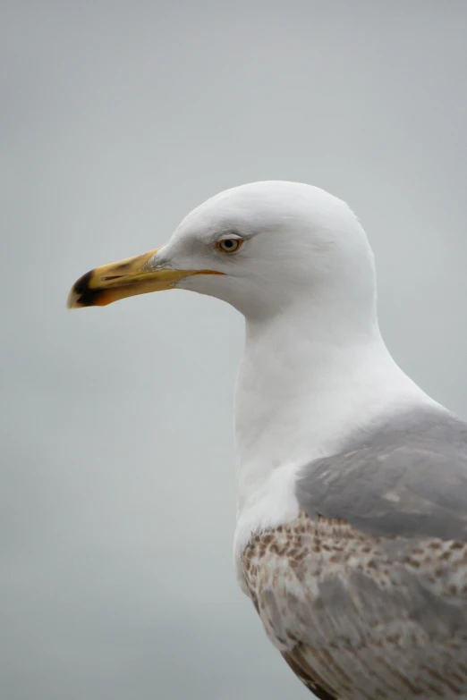 a close up s of the head and body of a seagull on a cloudy day