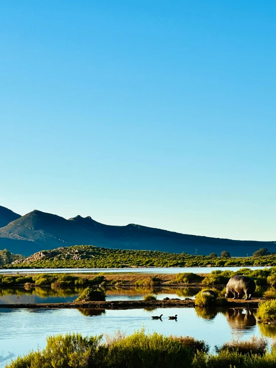 elephant in shallow river with mountains in the background