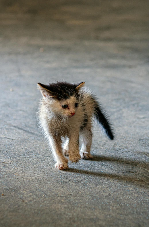 there is a tiny kitten that is walking across the street