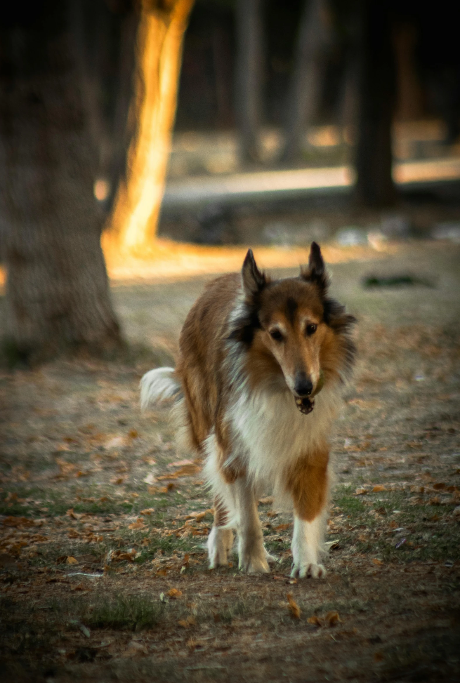 a dog walking on a path in front of trees