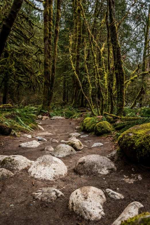 a dirt road with some rocks and trees