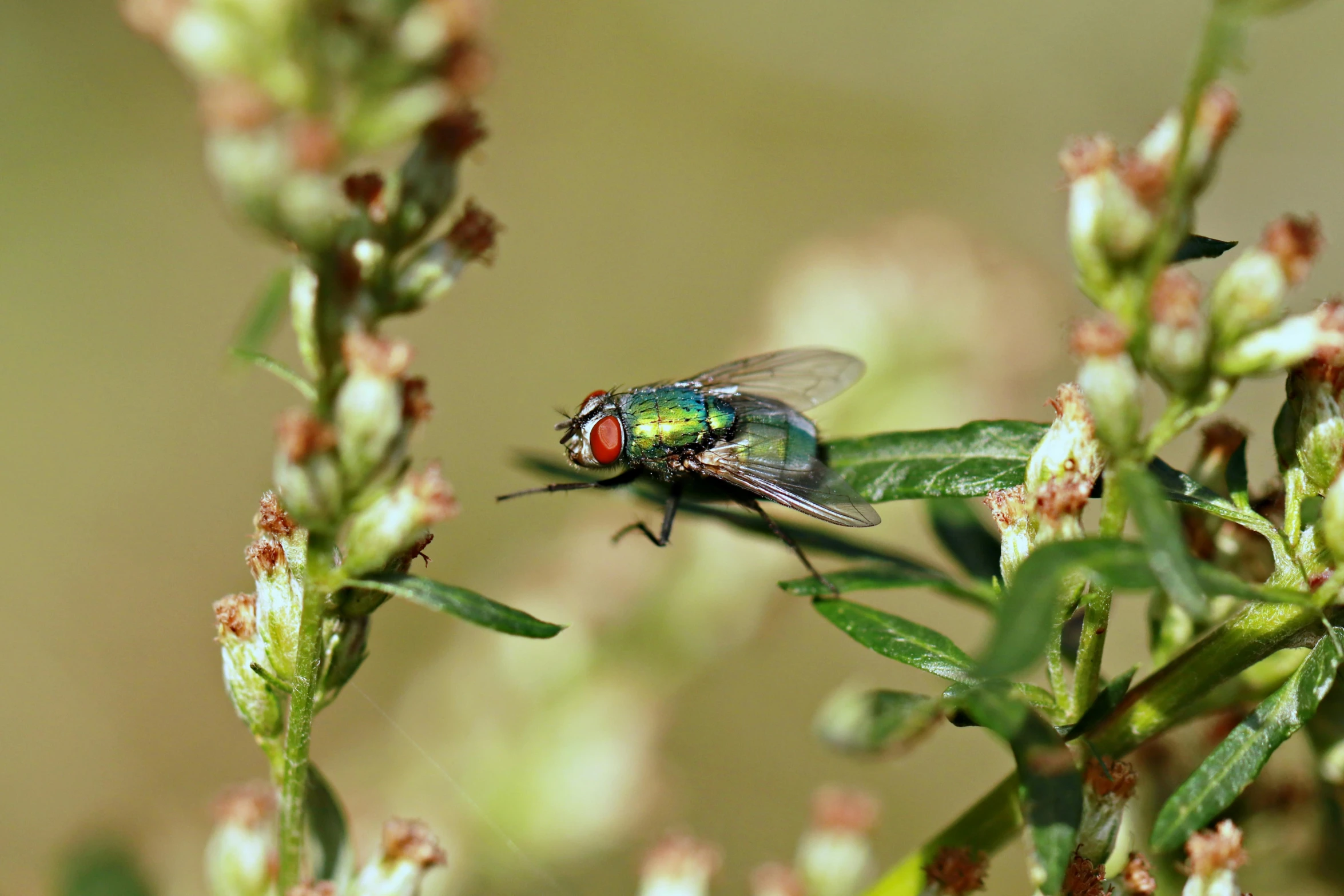 a green fly is on top of a flower