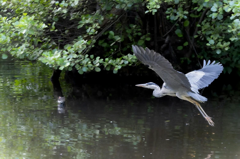 a bird that is flying over a body of water