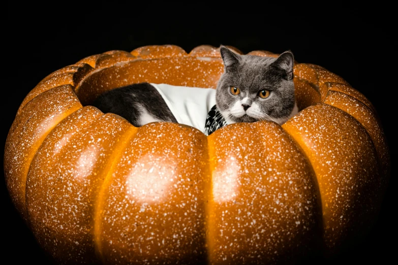 a cat wearing a collar sitting in a pumpkin shaped bed