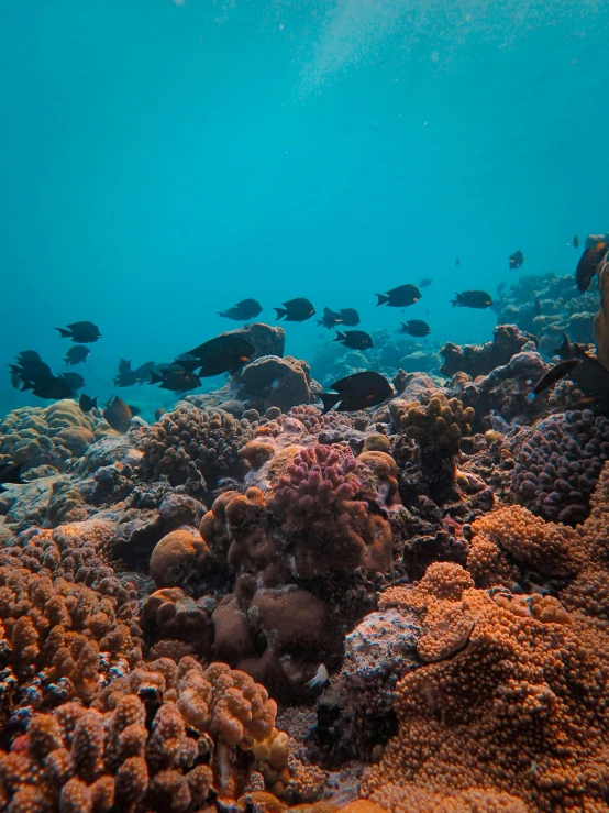 a small group of fish swims in the water