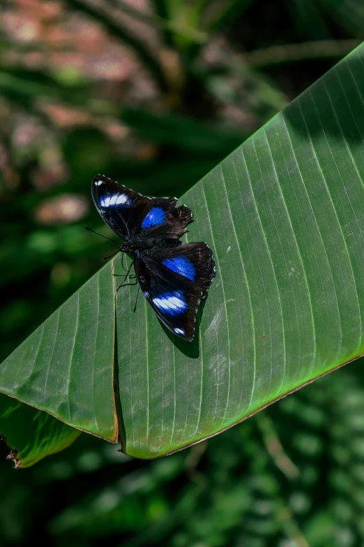 two erflies on top of a green leaf