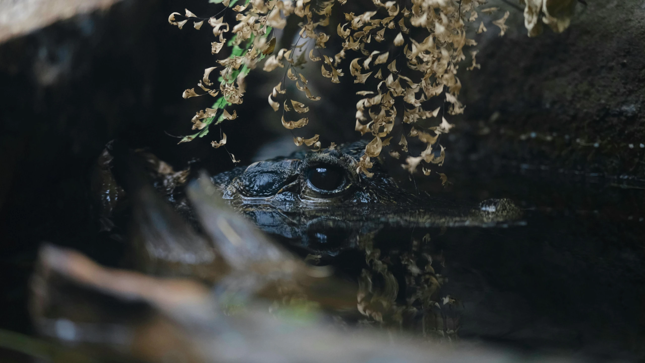 a water scene with plants and a crocodile