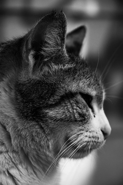 a cat looking away from the camera in black and white