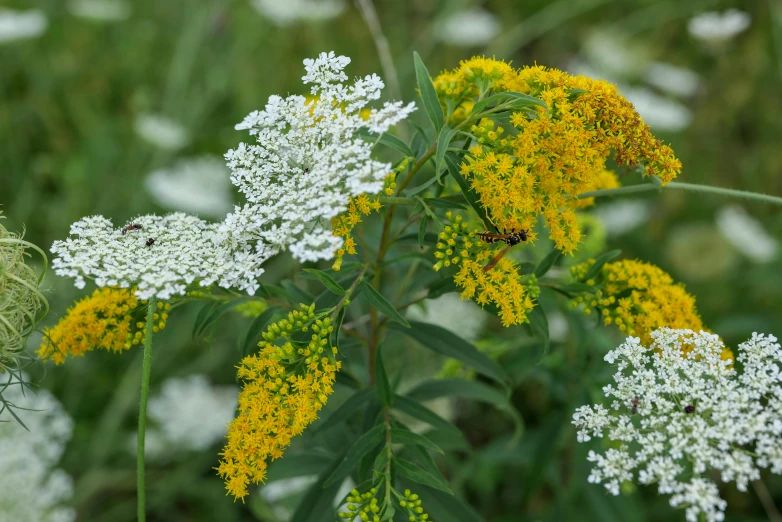 some yellow and white flowers and grass