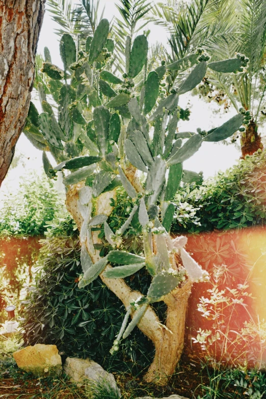 the large, very pretty cactus stands near a tree