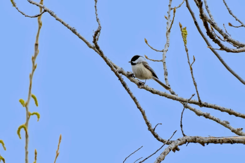 a bird sitting on a tree nch in front of a blue sky