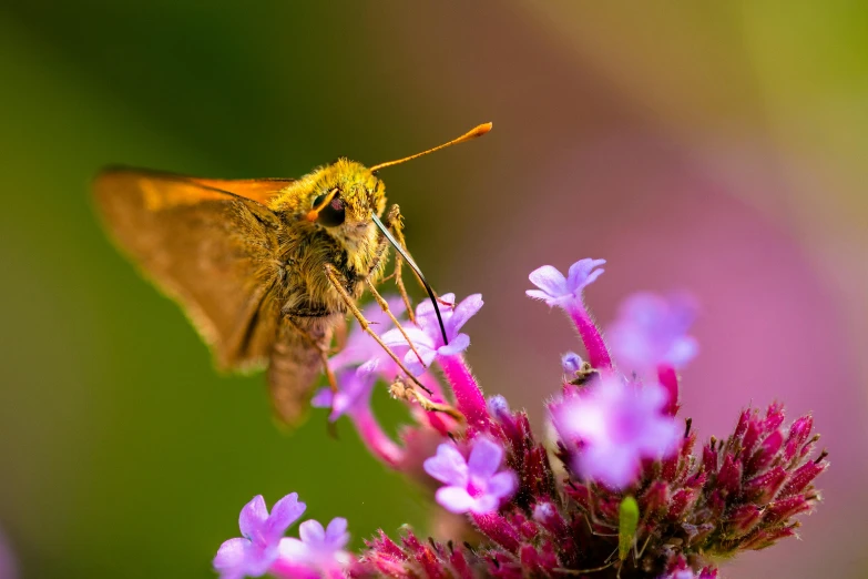 small moth perched on a purple flower with blurred background