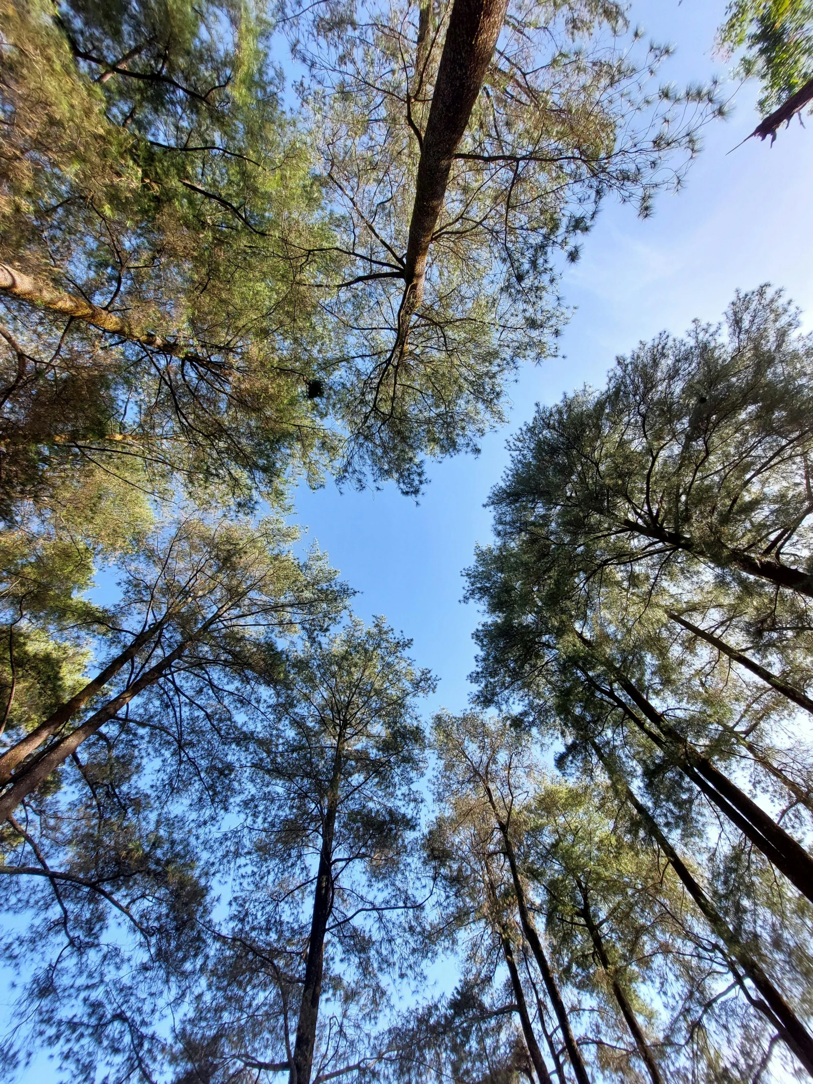 trees in a forest with many trunks up high