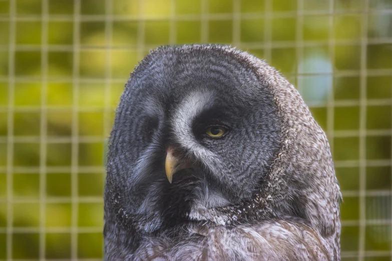 an owl that is standing in front of a fence