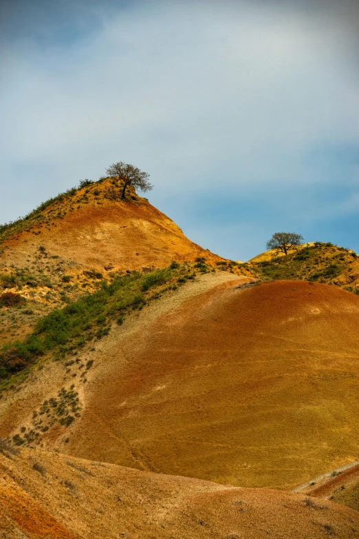 the brown hill has trees on it