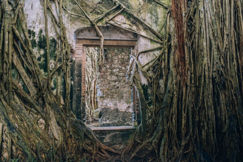 an old door in the trees that lead to a room that is covered by vines