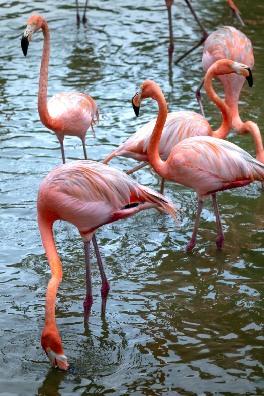 group of flamingos in the water looking for food