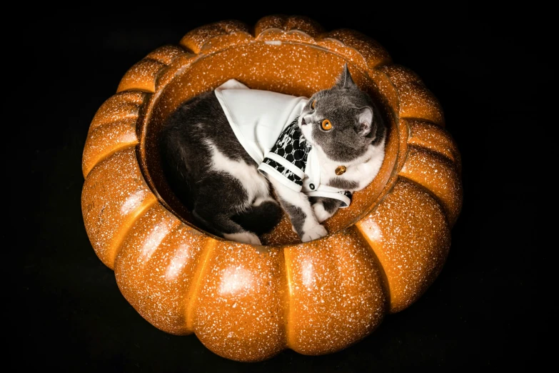 a black and white cat sitting on top of a round pumpkin
