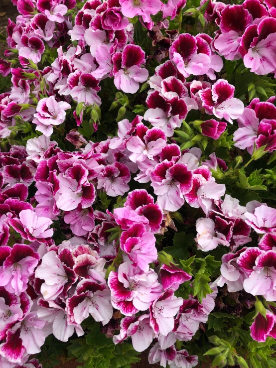 some flowers are on a bush in bloom