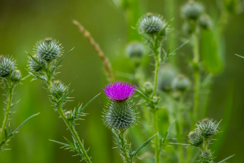 a purple thistle is growing in the field