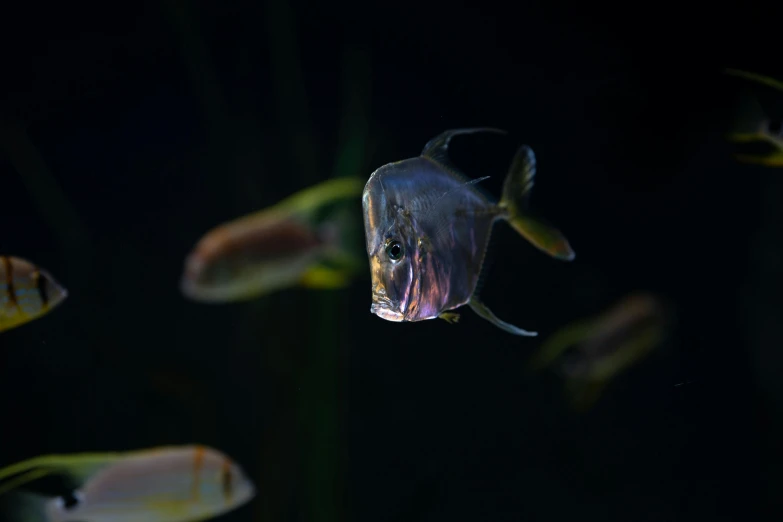 a closeup of a group of fish in the water