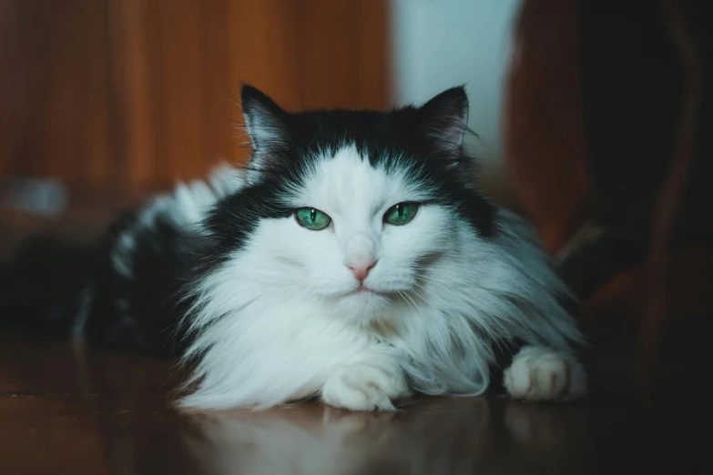 a white and black cat with green eyes is sitting on the floor