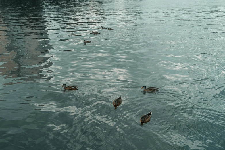 four ducks floating on the water by a dock