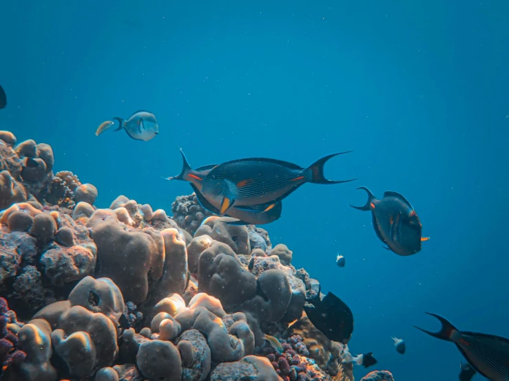 a couple of large fish swimming next to a coral