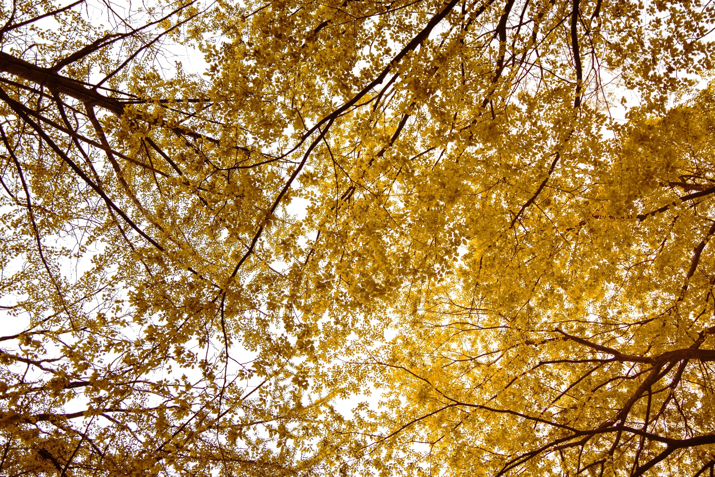 the leaves of this tree turn golden at sunset