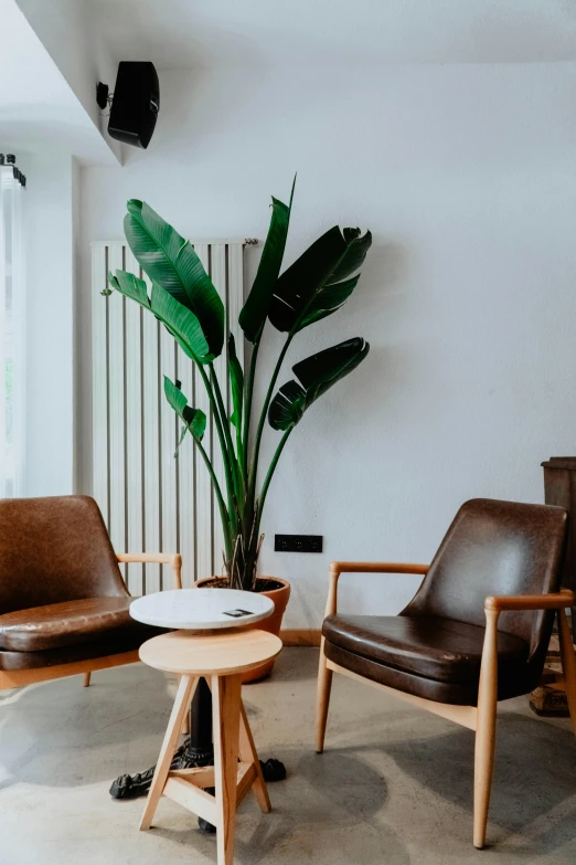 a living room filled with furniture next to a tall plant