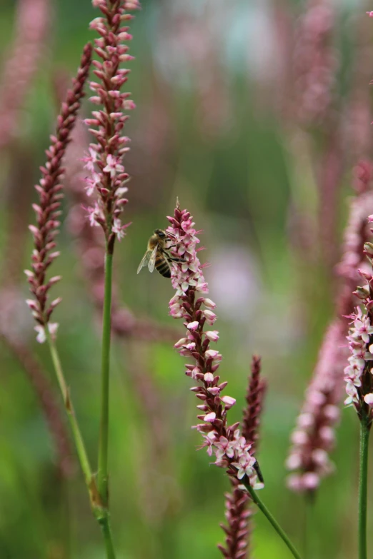 a bee sits on a very small flower